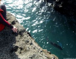 Snapper Goat Island