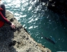 Snapper Goat Island