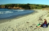 Tauwharanui beach