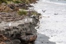 Westport Beach
