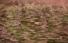 Abstract photo of the wetland pond