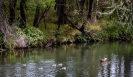 Paradise duck and ducklings Kerikeri
