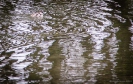 Abstract photo Kerikeri