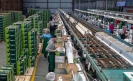 Kiwifruit packhouse