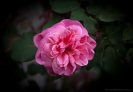 Auckland Botanical Gardens