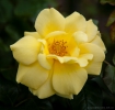 Auckland Botanical Gardens