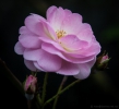 Auckland Botanical Gardens