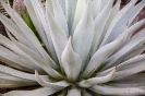 Auckland Botanical Gardens