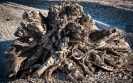 Old tree stump Kaiaua
