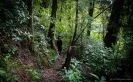 Wyn in Otanewaiuku Forest