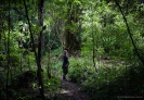 Otanewaiuku Forest