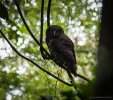 Morepork in Otanewaiuku Forest