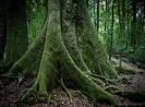 Otanewaiuku Forest