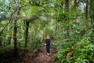 Rimu Loop Track Otanewaiuku Forest