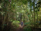 Rimu Loop Track Otanewaiuku Forest