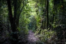 Rimu Loop Track Otanewaiuku Forest