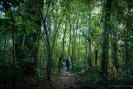 Rimu Loop Track Otanewaiuku Forest