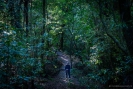 Rimu Loop Track Otanewaiuku Forest