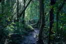 Rimu Loop Track Otanewaiuku Forest