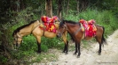 Horses/Mules near Dali