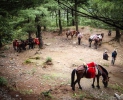 Horses/Mules near Dali