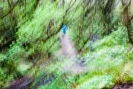 Fuzzy Forest photo