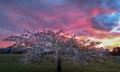 Sunrise over Flagstaff Dunedin