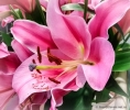 Flower lily