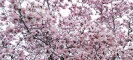 Magnolias flowering
