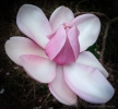 Magnolia flower