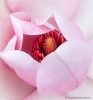 Magnolia flower