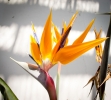 Bird of Paradise plant