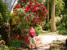 Trelissick Gardens