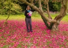 Rhododendron tree Lanhydrock House