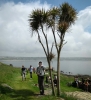 Trees at St Michael\'s Mount