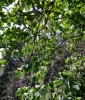 Handkerchief tree in Trelissick Garden