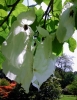 Handkerchief tree