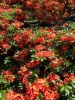 Rhododendrons in Trelissick garden
