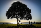 Pohutukawa tree Mt Maunganui