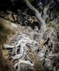 Pohutukawa tree roots Mt Maunganui