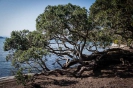 Snells Beach pohutukawa