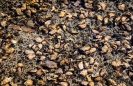 Snells Beach patterns