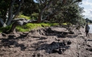 Snells Beach pohutukawa