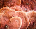 Trackside fungi on the Mangawhai Cliff Top Walkway