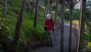 Nikau palmsi on the Mangawhai Cliff Top Walkway