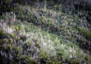 Nikau palms and toi tois on  the Mangawhai Cliff Top Walkway