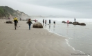 Moeraki Boulders Beach