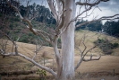 Old trees Abbotts Hill Road Dunedin