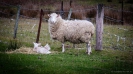 Very new lambs Mt Grand Road