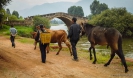 Livestock market Sideng Shaxi